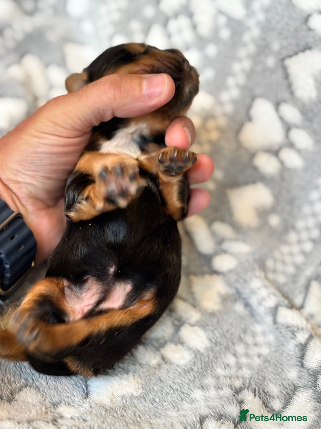 Cocker Spaniel dogs for sale: Champion bred KC health tested cockers  - Image 8