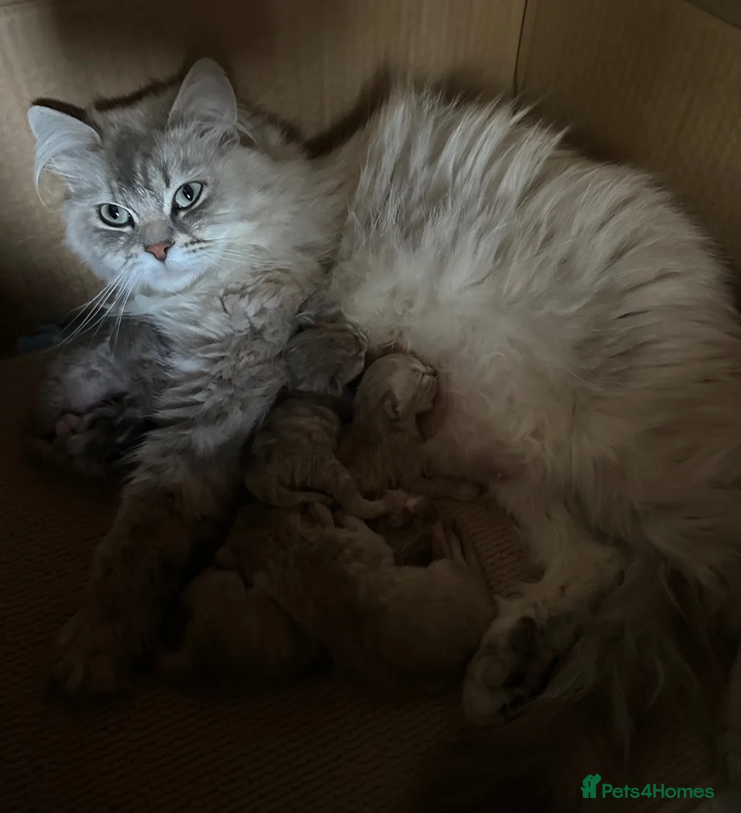 RagaMuffin cats for sale: Gorgeous RagaMuffin babies  - Advert 3