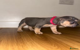 French Bulldog dogs for sale: BLUE & CREAM/TAN Isabella/pink carrying. - Image 16