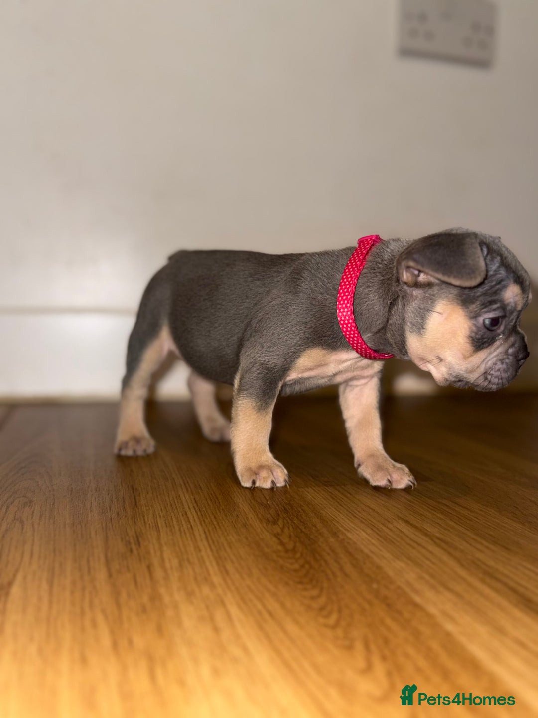 French Bulldog dogs for sale: BLUE & CREAM/TAN Isabella/pink carrying. - Image 16