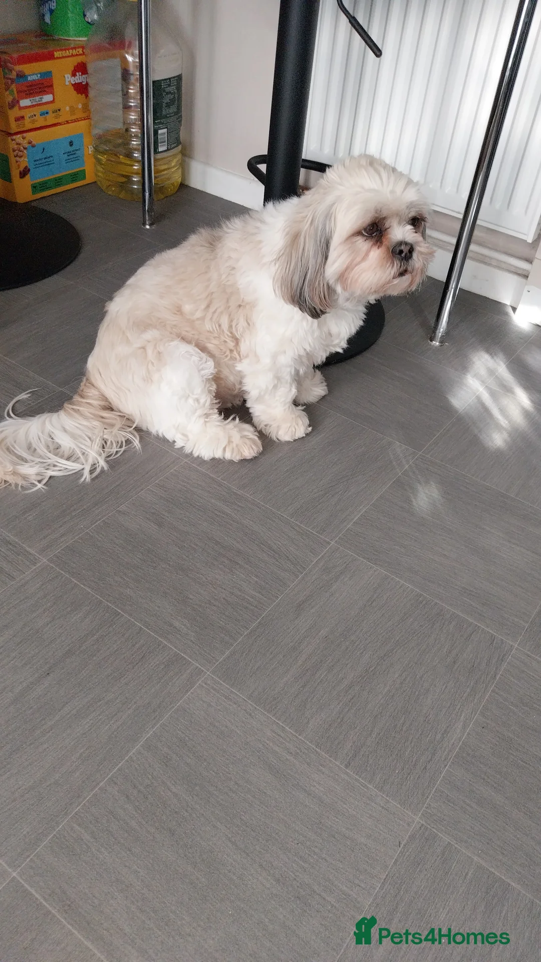 Mixed Breed dogs for sale: Lhasalier  - Advert 1