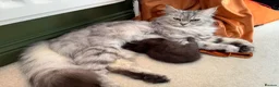Persian cats for sale: Kitten for sale  in Buckingham - Advert 5