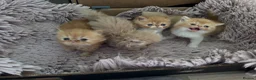 Exotic cats for sale: Stunning  - Advert 9