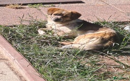 Mixed Breed dogs for sale: Little Jaxx looking for her new home!  - Image 2