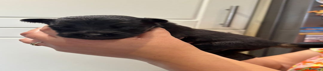 German Shepherd Puppy 3