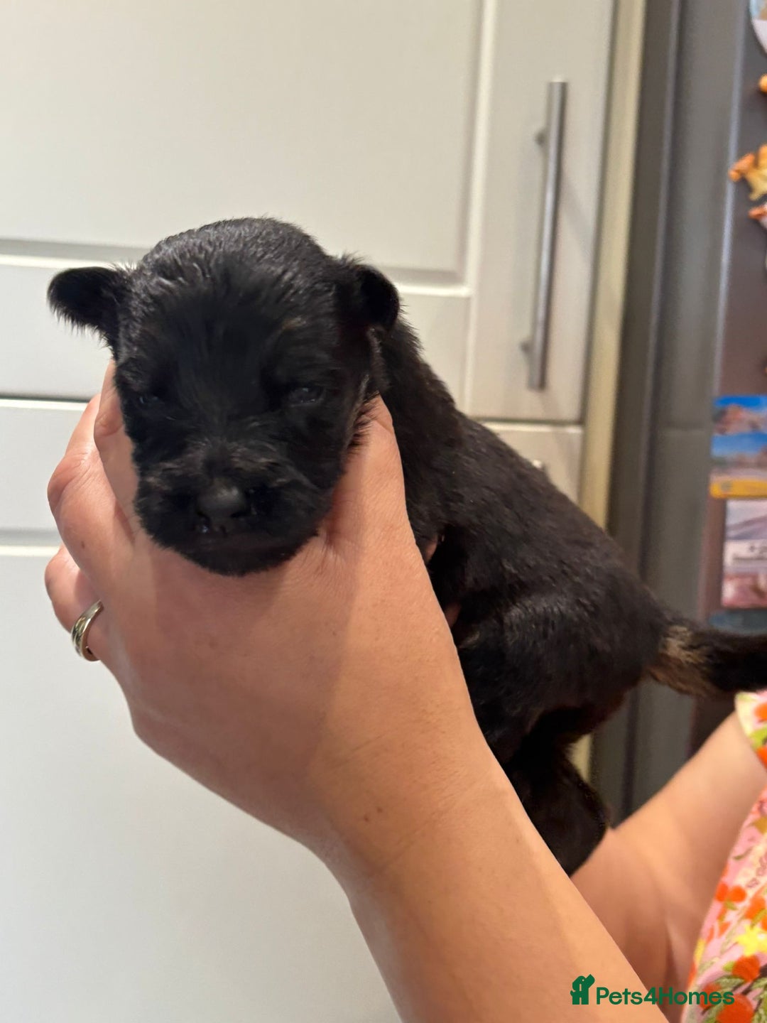 German Shepherd dogs for sale: 11 Cute German Shepherds!  - Image 21