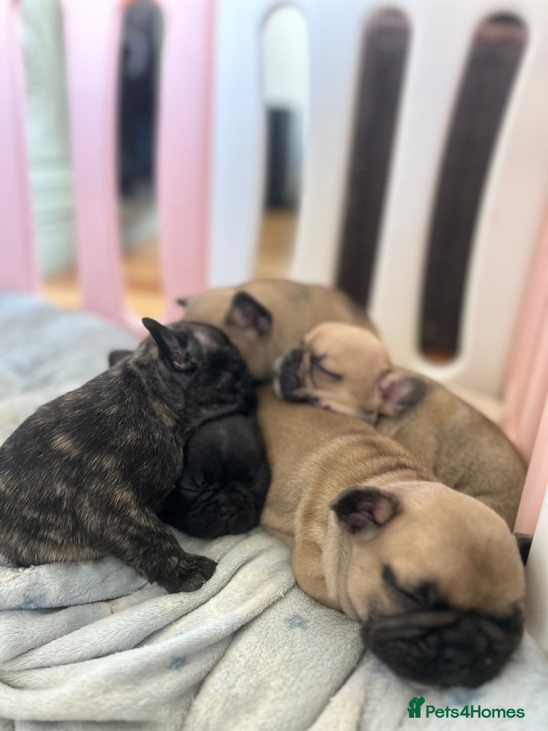 French Bulldog dogs for sale: KC wonderful French Bulldog puppies🐾 - Image 3