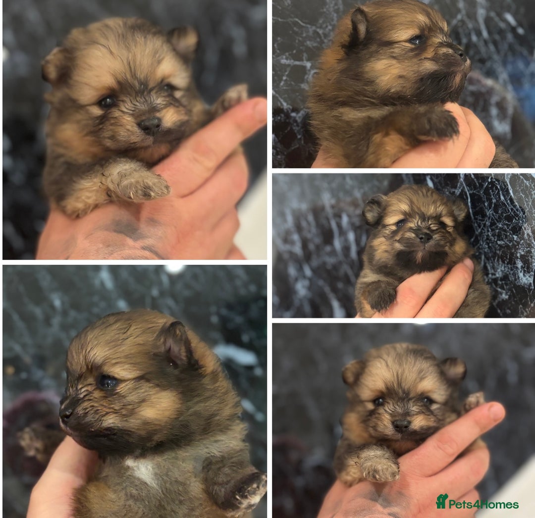 Pomeranian dogs for sale: Kc registered Pomeranians  - Image 19