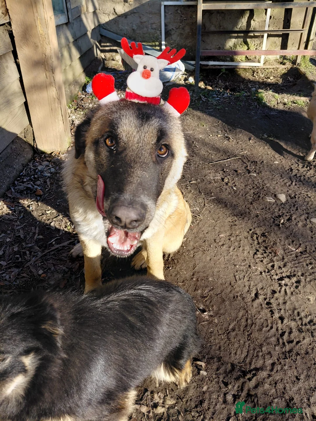 Mixed Breed dogs for adoption: 💛MILO💛 – a handsome puppy boy for a Loving Home - Advert 6