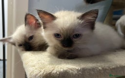 Ragdoll cats for sale: Exquisite 6th Generation PUREBREED Ragdoll Kittens - Image 7