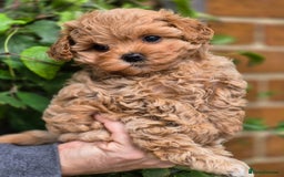 Maltipoo dogs for sale: 🐶Rare Asian/Korean Tiny Maltipoo Puppies🐶 - Image 4