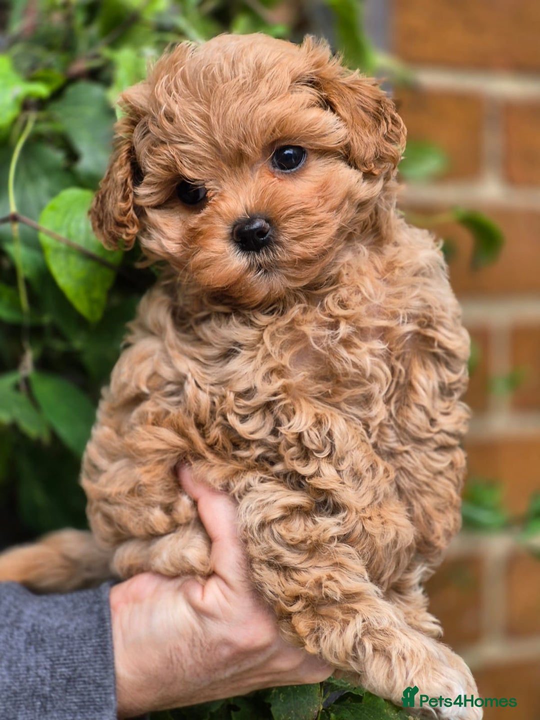 Maltipoo dogs for sale: 🐶Rare Asian/Korean Tiny Maltipoo Puppies🐶 - Image 4