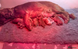Cavalier King Charles Spaniel dogs for sale: Kc dna clear cavalier puppies available  - Image 3