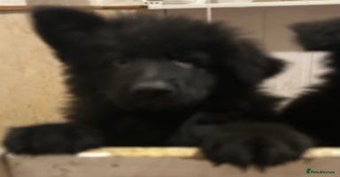 German Shepherd dogs QUALITY LARGE LONG HAIRED BLACK BOY KC REG  - Advert 2