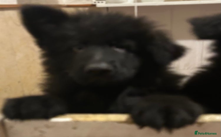 German Shepherd dogs QUALITY LARGE LONG HAIRED BLACK BOY KC REG  - Advert 11