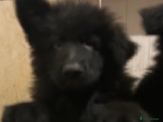 German Shepherd dogs QUALITY LARGE LONG HAIRED BLACK BOY KC REG - Advert 13