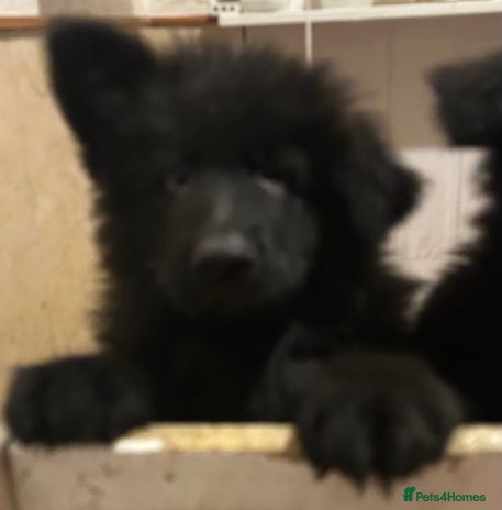German Shepherd dogs QUALITY LARGE LONG HAIRED BLACK BOY KC REG - Advert 11