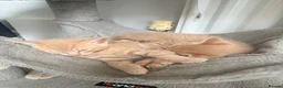 Mixed Breed cats for sale: 🐾 Beautiful Kittens Looking for Loving Homes! 🐾 - Advert 12