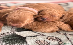 Goldendoodle dogs for sale: GOLDENDOODLE WITH A DIFFERENCE - Image 3
