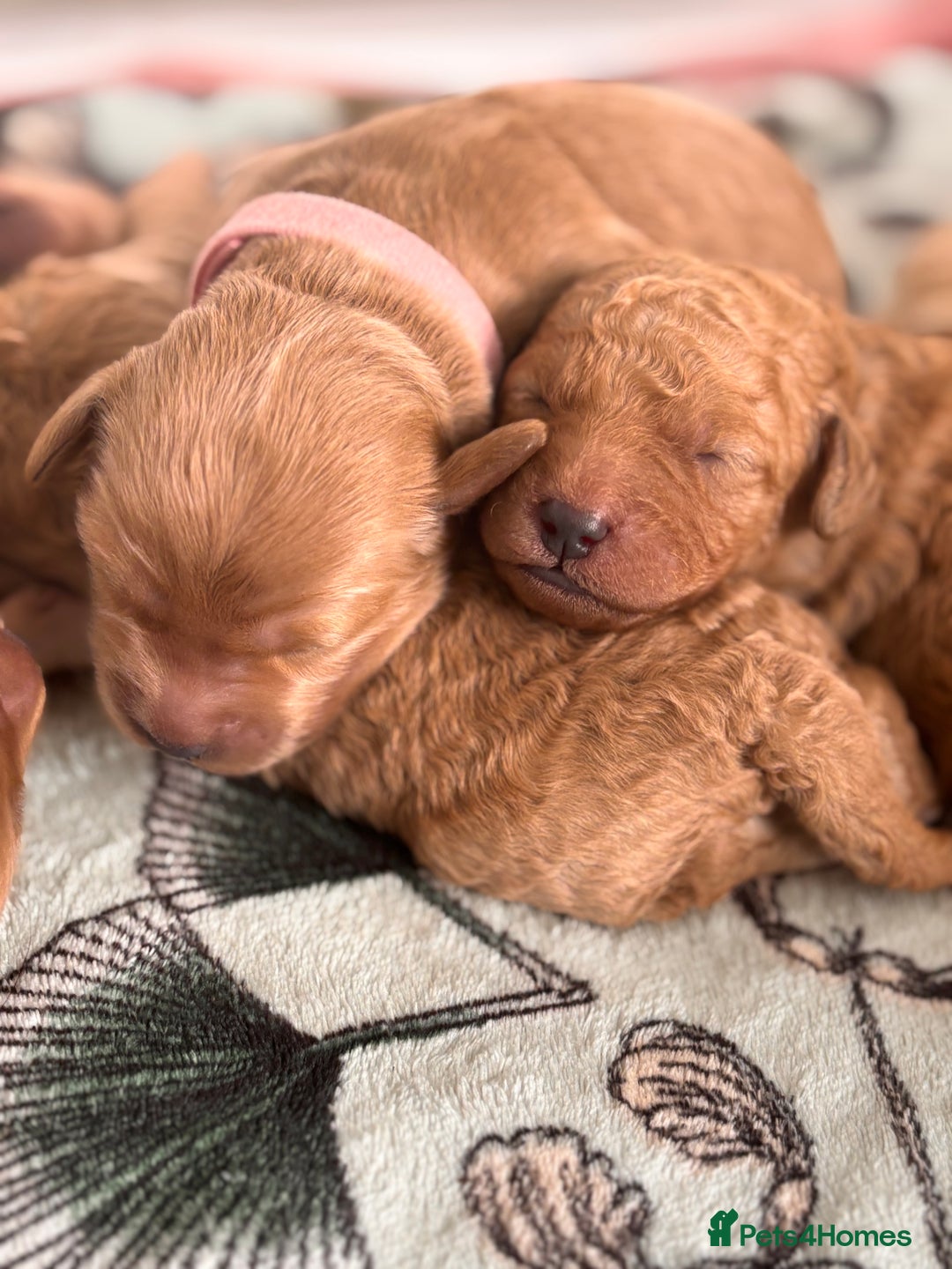 Goldendoodle dogs for sale: GOLDENDOODLE WITH A DIFFERENCE - Image 3
