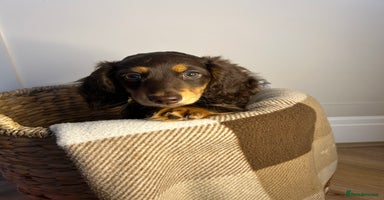 Miniature Dachshund dogs - Advert 12