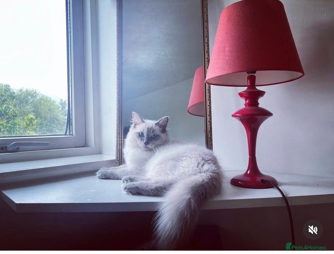Ragdoll cats Brighten Your Life. Ragdoll Kittens Available! - Advert 2