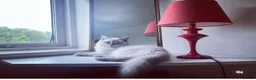 Ragdoll cats for sale: Brighten Your Life. Ragdoll Kittens Available! - Advert 1
