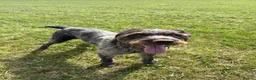 German Wirehaired Pointer dogs for sale: German Wire Haired Pointer Puppies For Sale  in Stanley - Advert 4