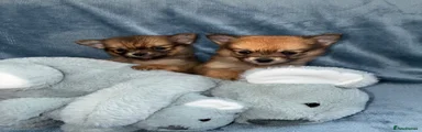 Pomeranian 2