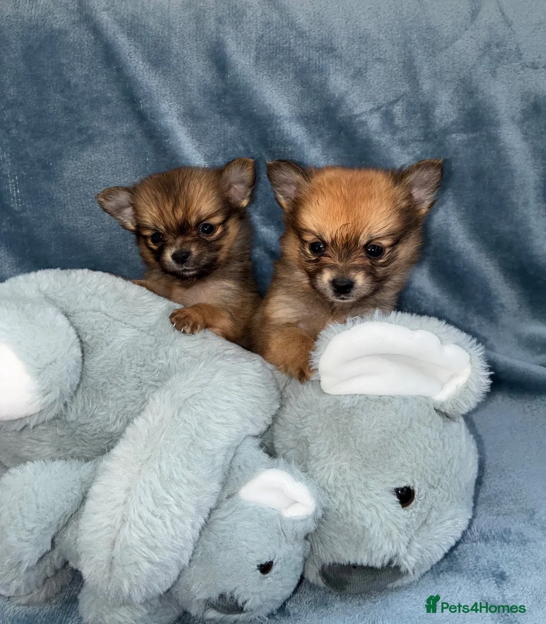 Pomeranian dogs for sale: Beautiful Pomeranian puppies - Advert 2