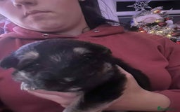 German Shepherd dogs for sale: German Shepherd puppies - Advert 3