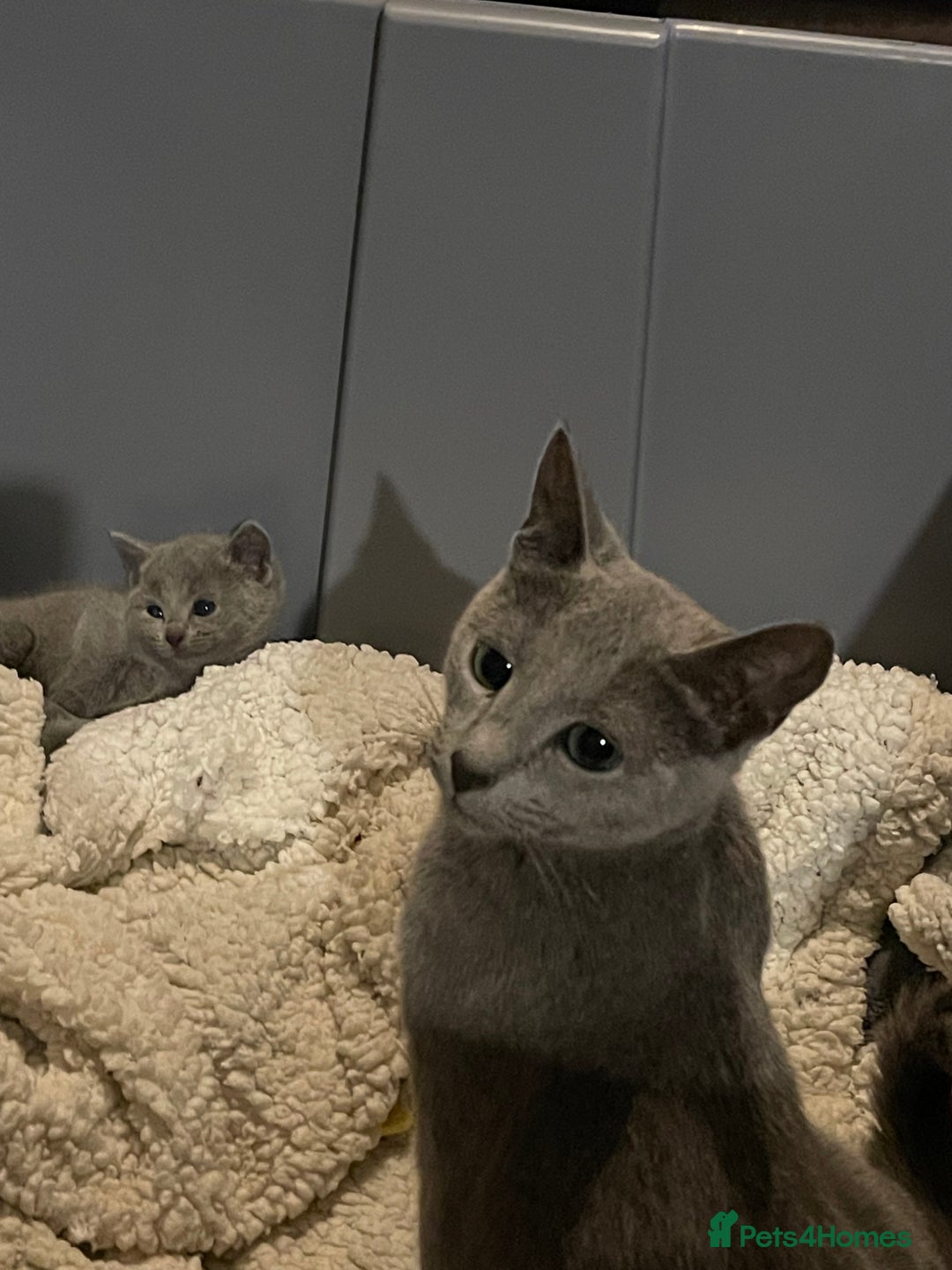 Russian Blue cats for sale: Pure Russian Blue Kittens  - Advert 15