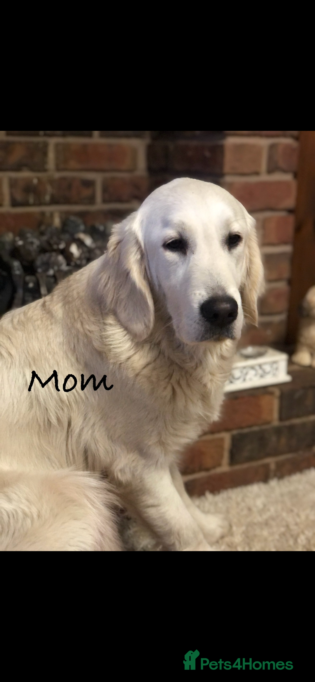 Golden Retriever dogs for sale: KC Reg Cream Boys from health tested parents.  - Image 35