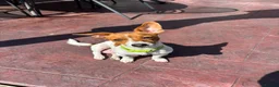 Jack Russell dogs for sale: Two gorgeous Jack Russell’s for sale in Barnsley - Advert 6