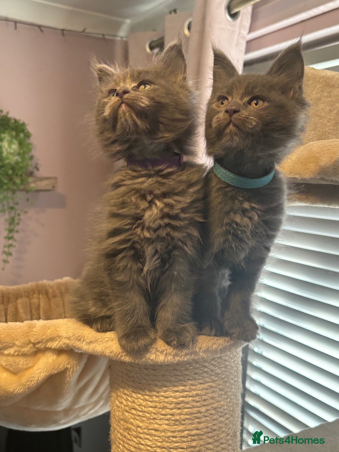 Maine Coon cats for sale: Blue Maine Coon Kittens – Active TICA Registered  - Advert 8