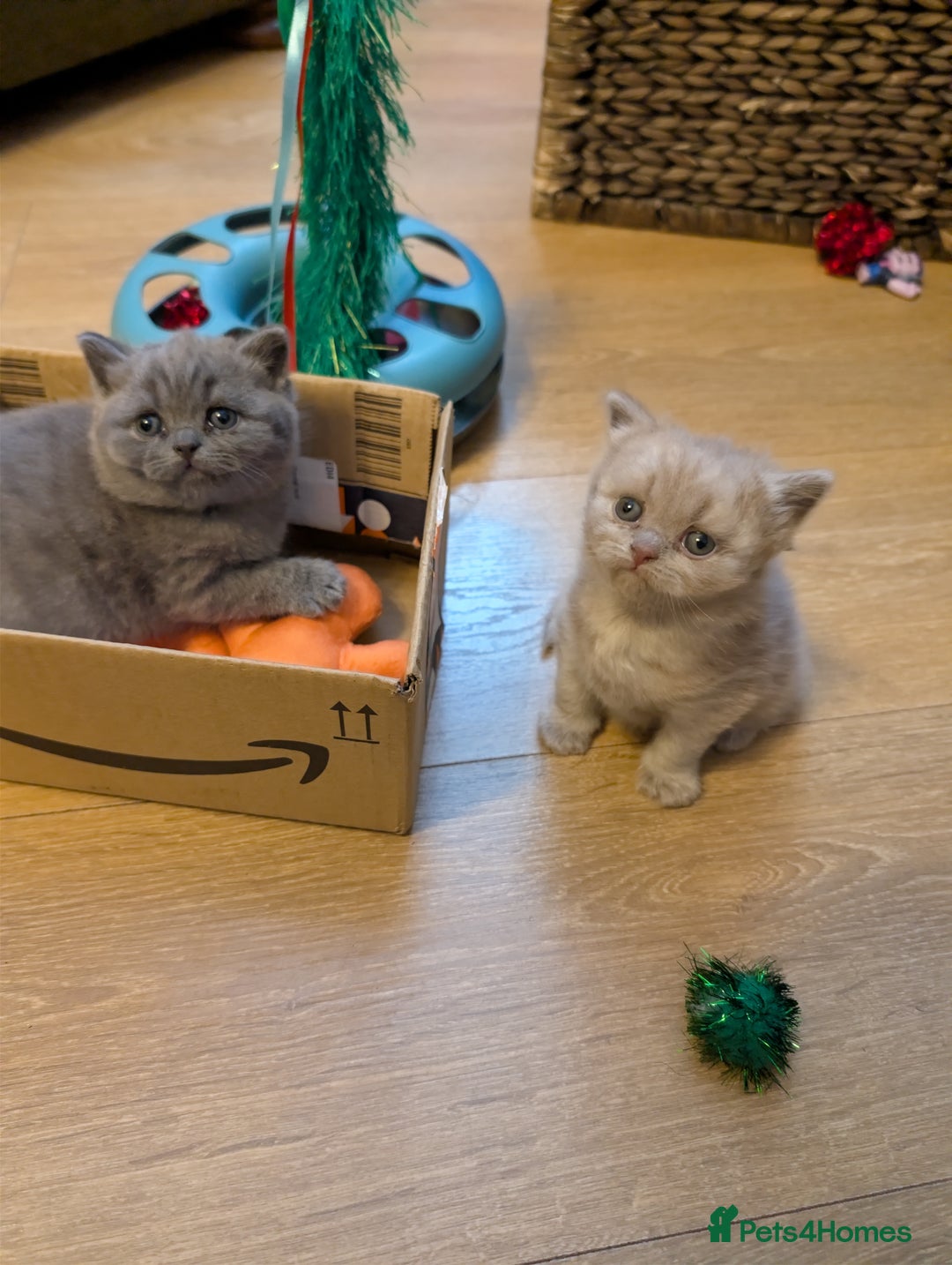 British Shorthair cats for sale: 4 British Short Hair  - Advert 10