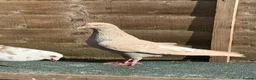 Pigeons birds for sale: Afghani pigeons & 6 Female Racing for Sale  in London - Advert 10