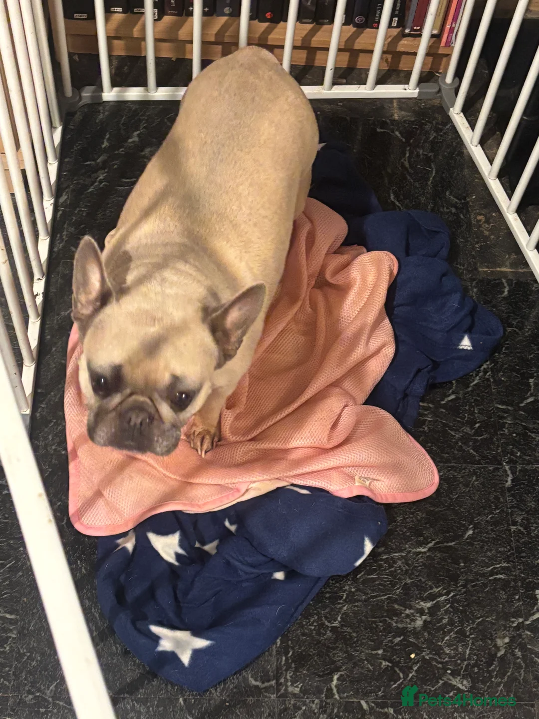 French Bulldog dogs for sale: 4 year female French bull dog  - Advert 3