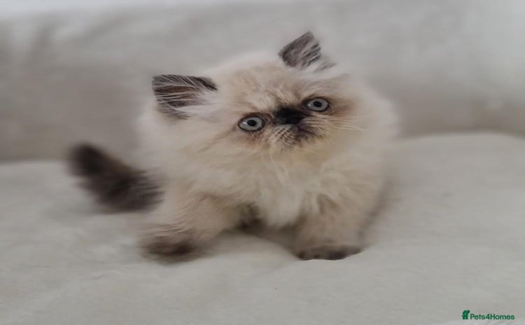 Persian cats - Advert 1