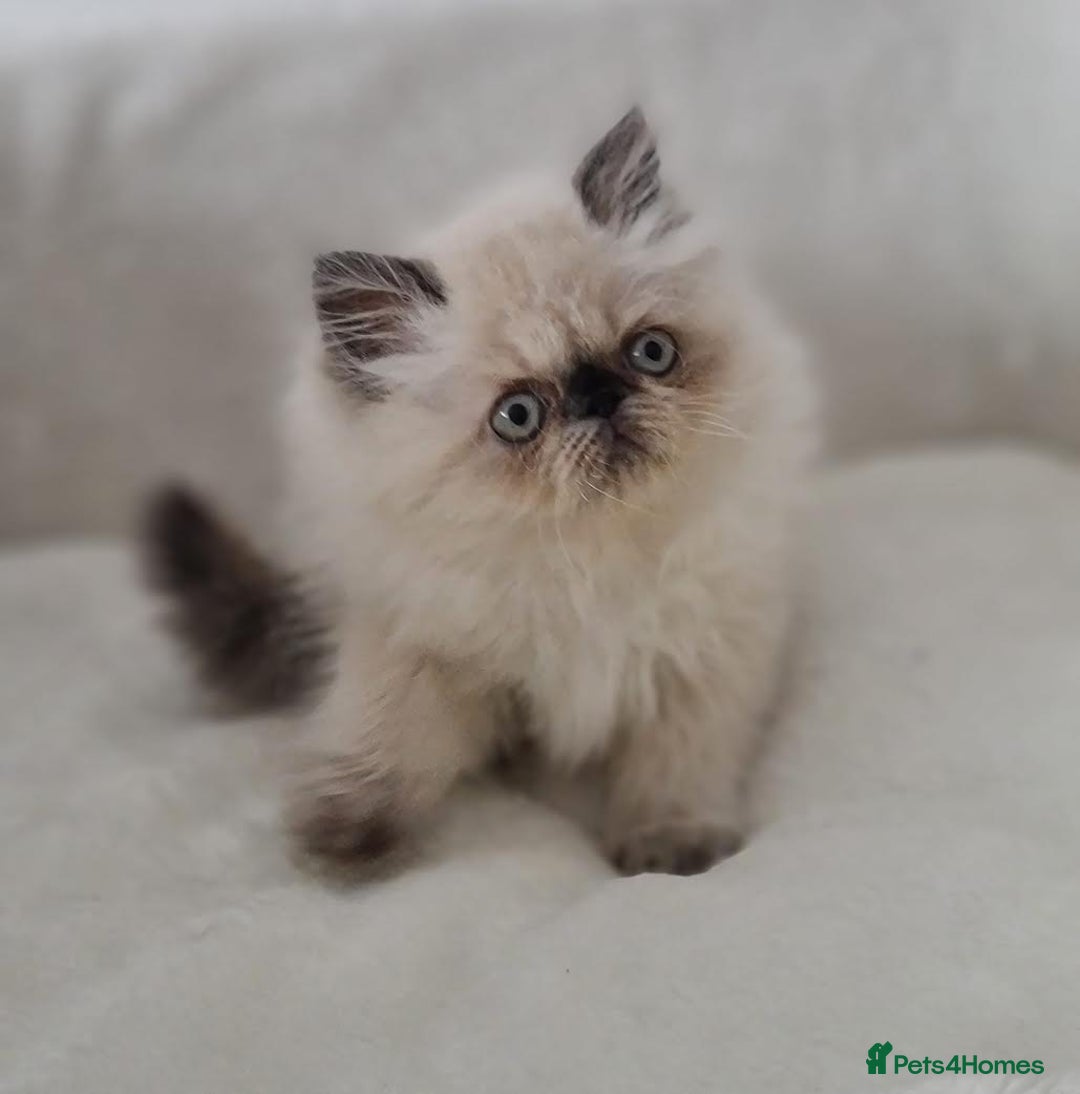 Persian cats for sale: Persian Kittens Looking For New Home - Image 1