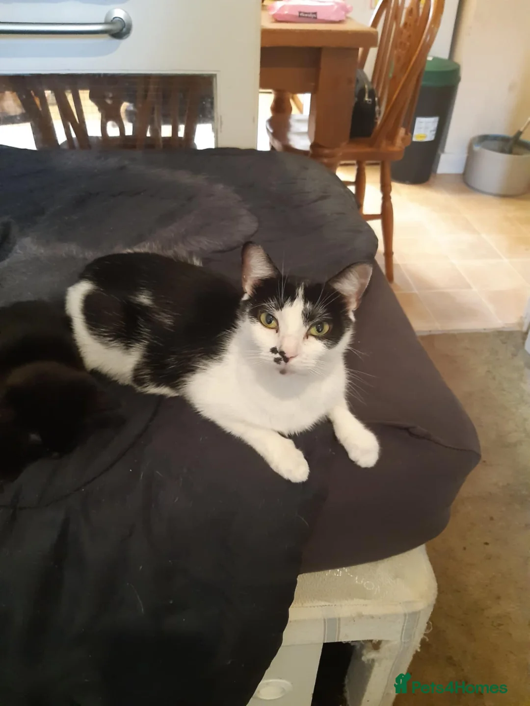 Mixed Breed cats for sale: Maine coon cross kittens - Advert 3