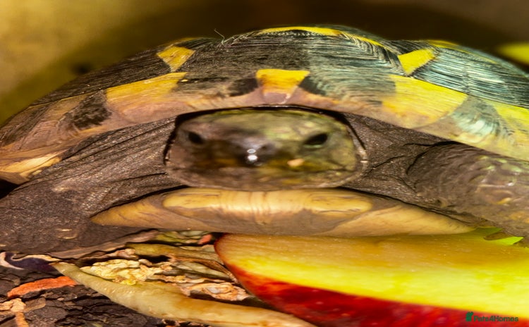 Hermann Tortoise reptiles - Advert 14