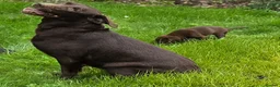 Labrador Retriever dogs for sale: 3 fantastic Pedigrre Lab pups for sale - Advert 6