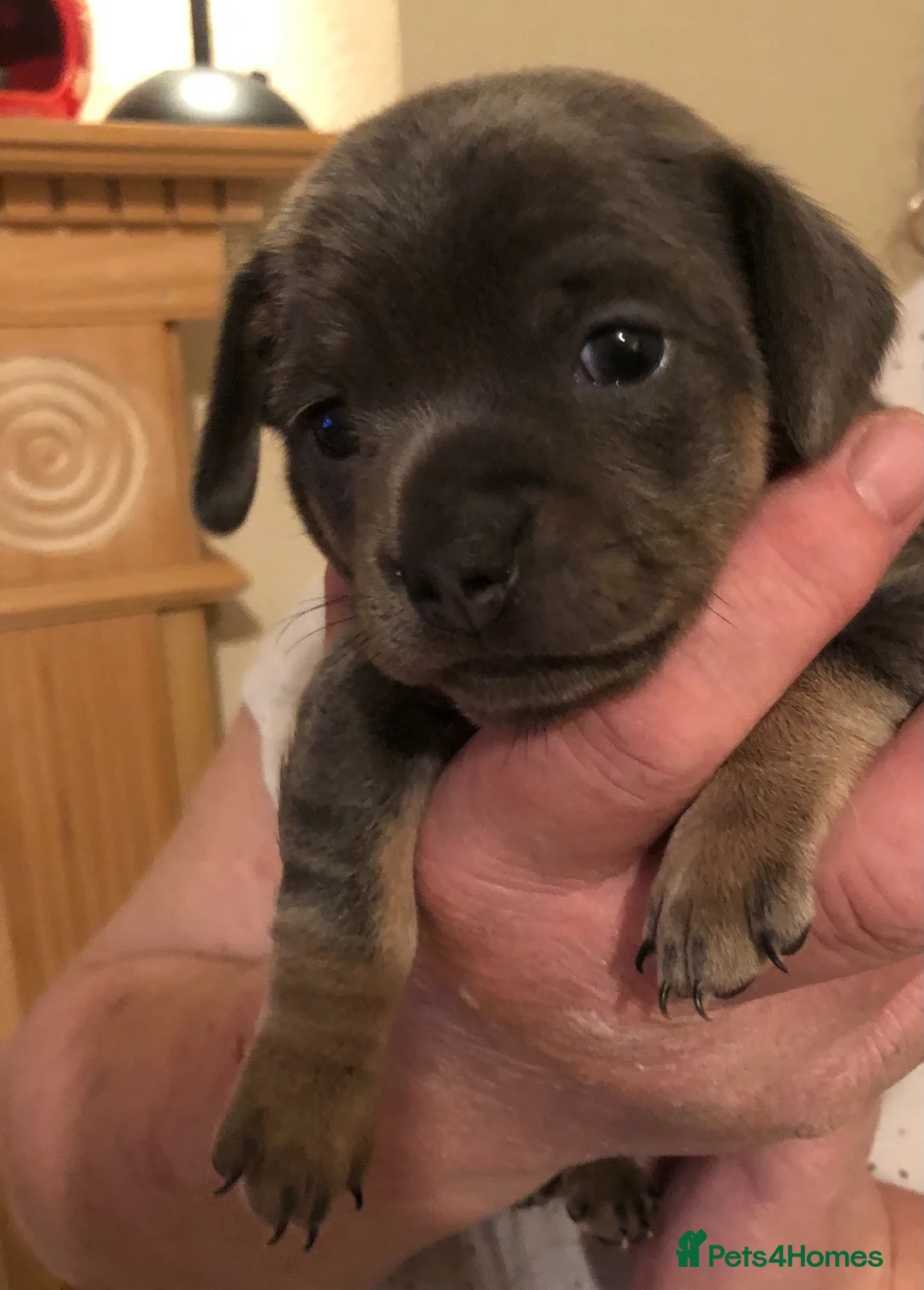 Chiweenie dogs for sale: blue chiweenie and Black and Tan   - Advert 4