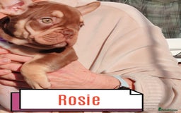 French Bulldog dogs for sale: French bulldog bitches - Image 4