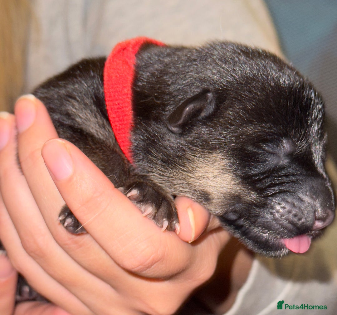 Mixed Breed dogs for sale: Belgian malinois x German Shepherd puppies  - Advert 5