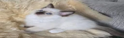 Ragdoll cats for sale: Gorgeous mitted Ragdoll girls - Advert 14