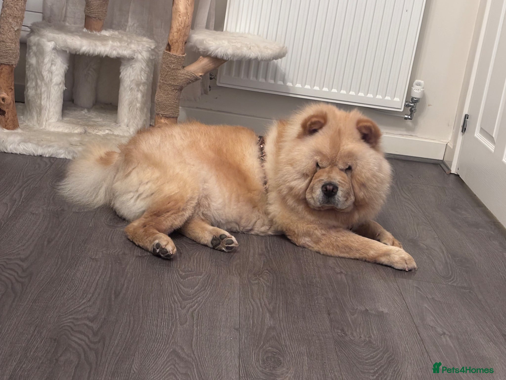 Chow Chow dogs Cream Female Chow Chow - Advert 1