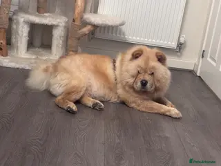 Chow Chow dogs Cream Female Chow Chow - Advert 1