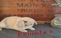 Mini Lop rabbits for sale: 6 Mini Lop Baby Rabbits - 4 females, 2 males - Image 5
